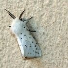 Spilosoma lubricipeda