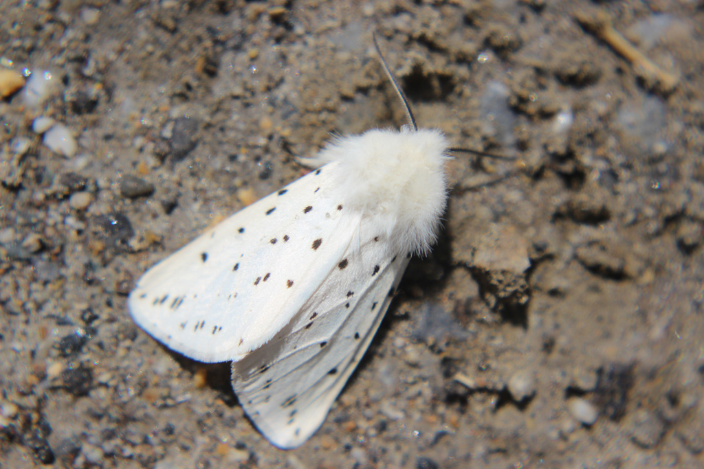 Spilosoma lubricipeda- Breitflügeliger Fleckleibbär 