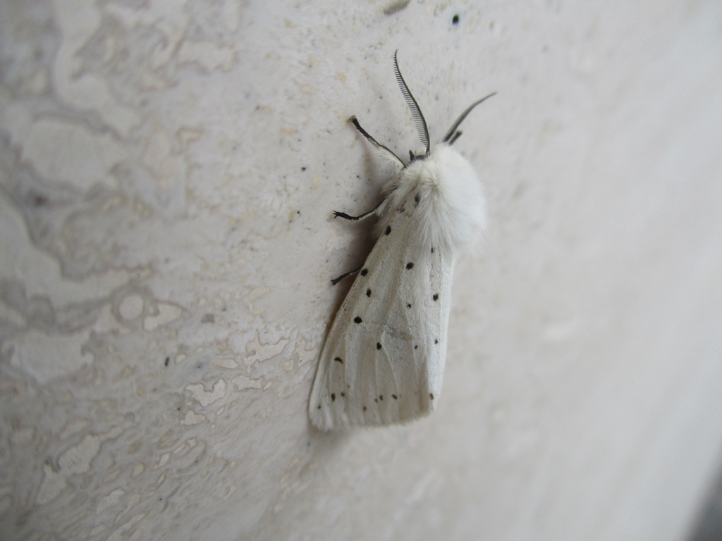 Spilosoma lubricipeda- Breitflügeliger Fleckleibbär 