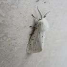 Spilosoma lubricipeda- Breitflügeliger Fleckleibbär 