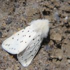 Spilosoma lubricipeda- Breitflügeliger Fleckleibbär 