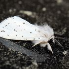 Spilosoma lubricipeda