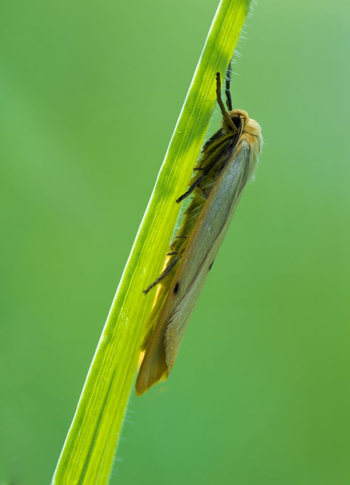 Spilosoma lutea