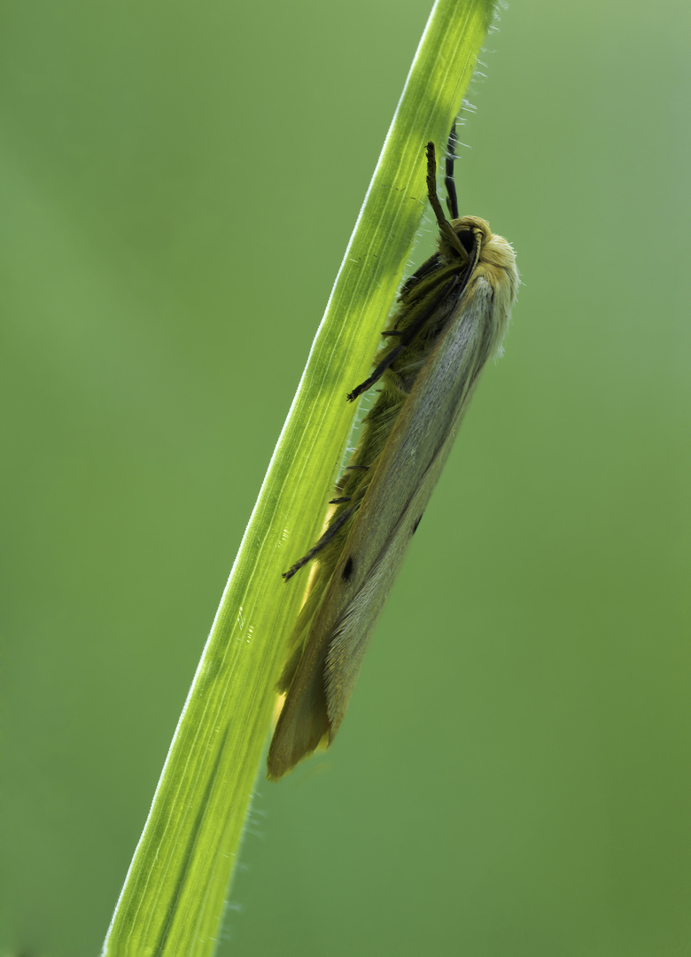 Spilosoma lutea