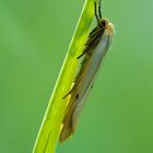 Spilosoma lutea