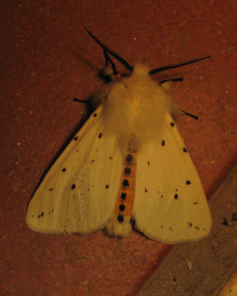 Spilosoma ubricipeda- breitflügeliger Fleckleibbär