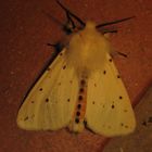 Spilosoma ubricipeda- breitflügeliger Fleckleibbär