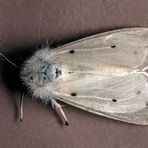 Spilosoma urticae