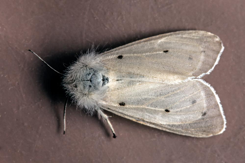 Spilosoma urticae