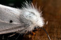 Spilosoma urticae