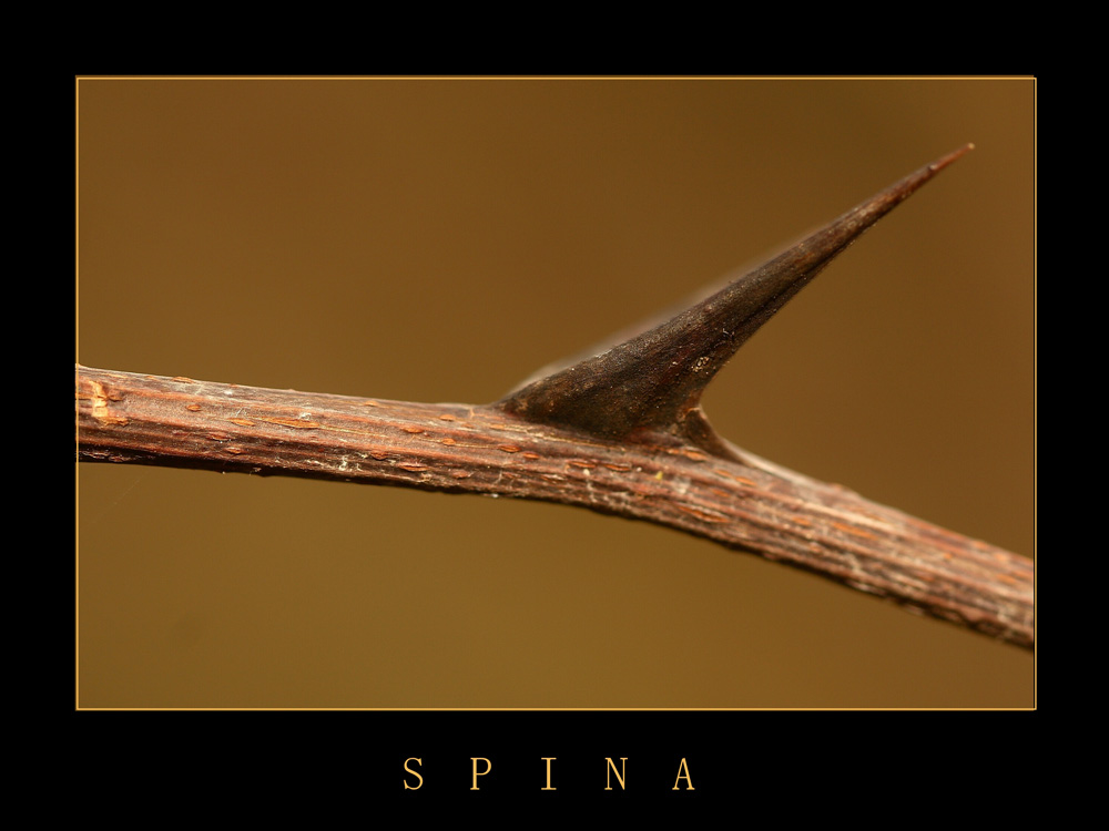 SPINA