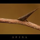 SPINA