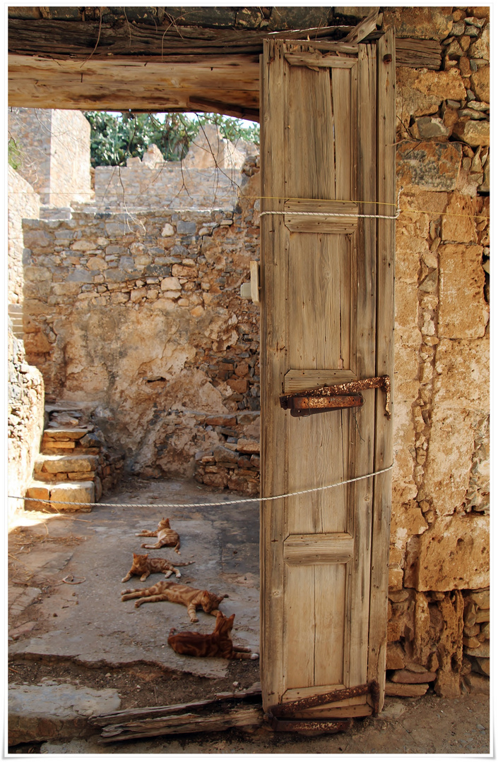 Spinalonga - Katzen