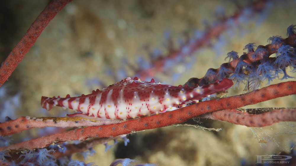 Spindel Kaurischnecke