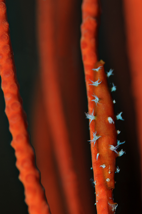 Spindel Kaurischnecke (Hiatavolva coarctata)