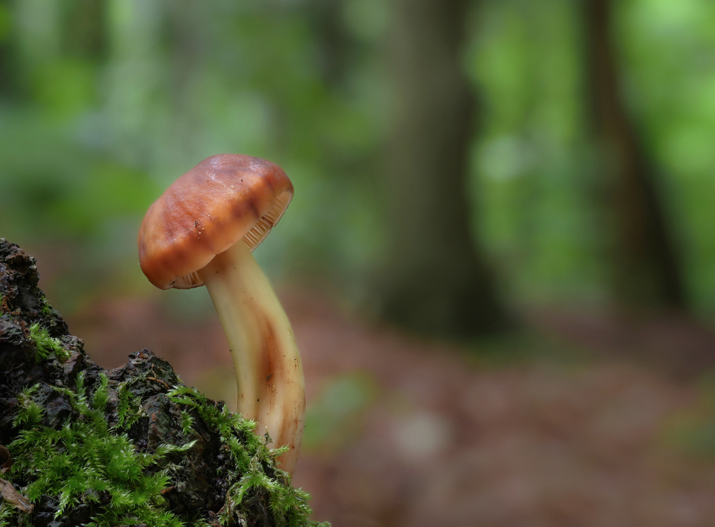 Spindeliger Rübling (Gymnopus fusipes)