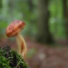 Spindeliger Rübling (Gymnopus fusipes)