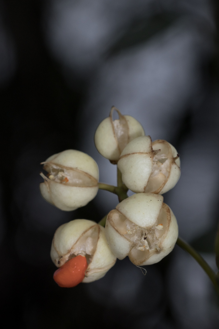 Spindelstrauch Kapselfrucht