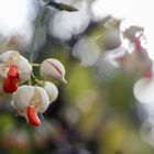 Spindelstrauch Kapselfrucht: Herbstblüten oder was auch immer