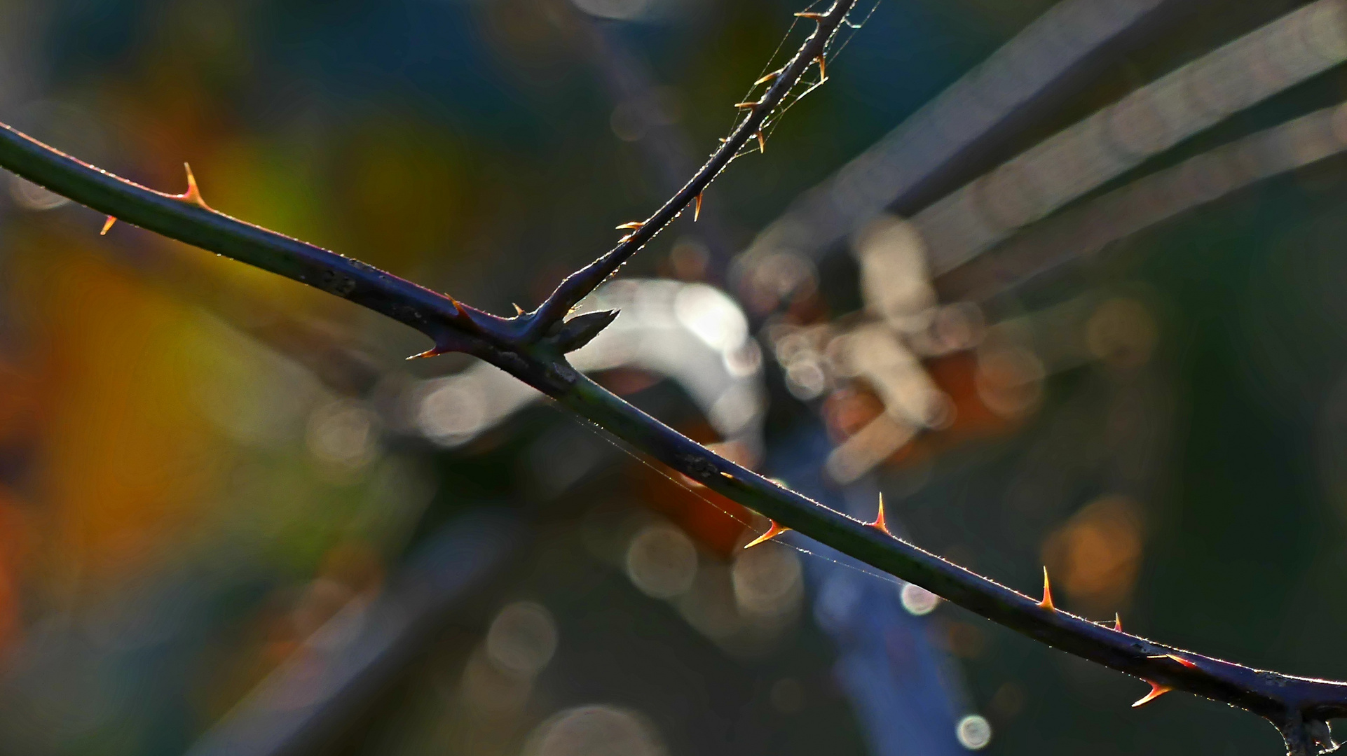 Spine nella luce dell'autunno