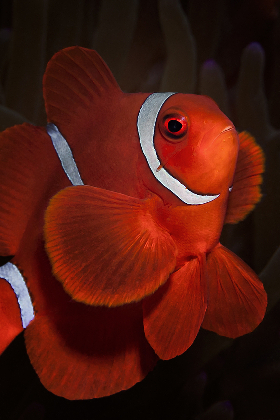 Spinecheek anemonefish (Maroon Clownfish) - Premnas biaculeatus - Stachel Anemonenfisch