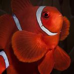 Spinecheek anemonefish (Maroon Clownfish) - Premnas biaculeatus - Stachel Anemonenfisch