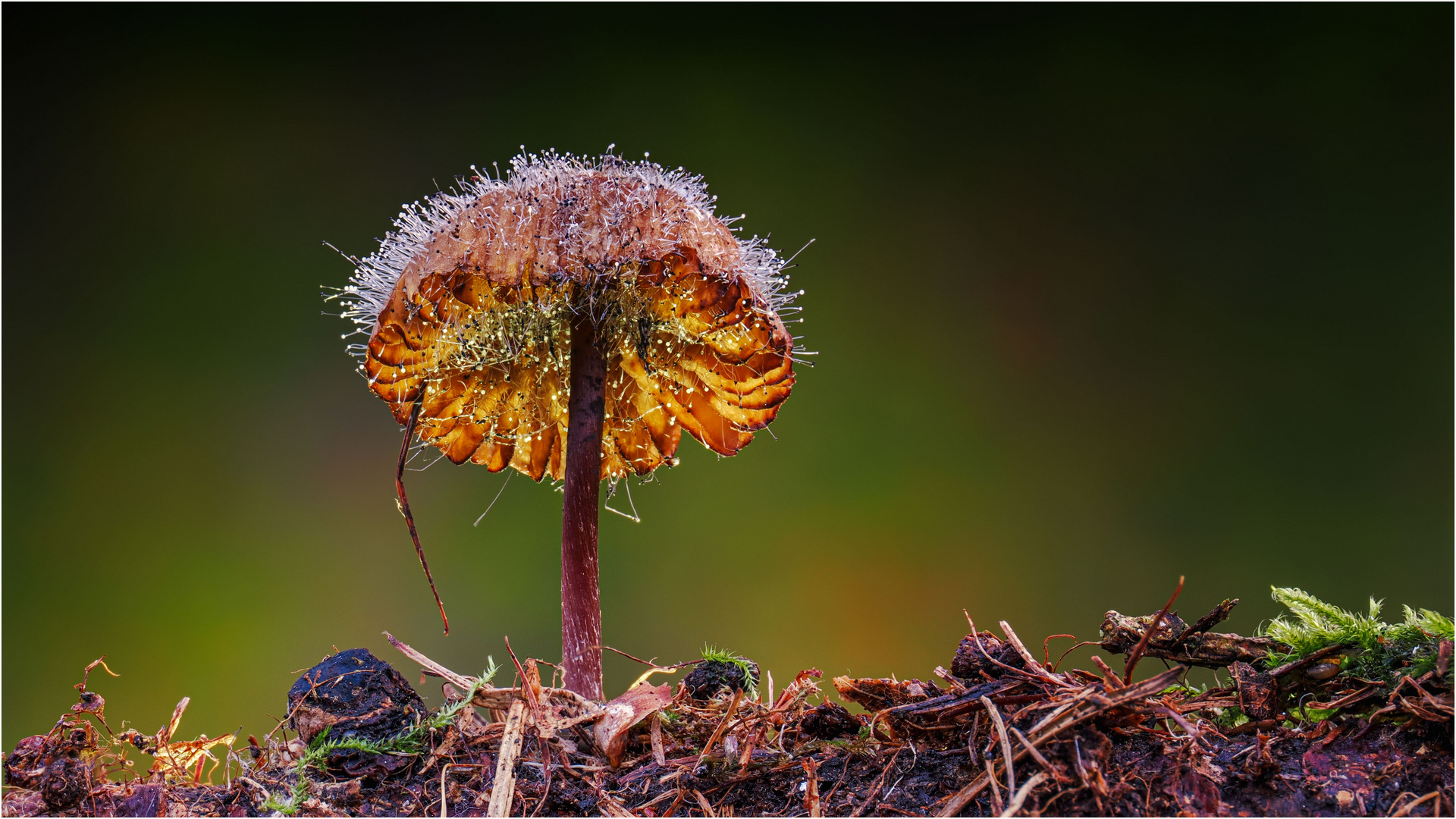 Spinellus fusiger