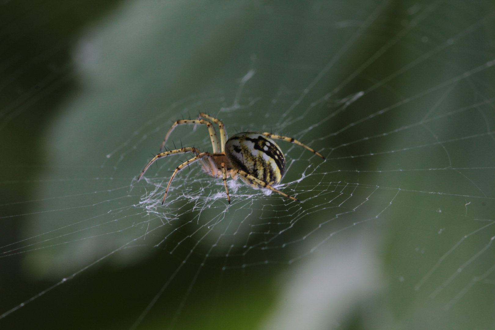 spinen sind schön