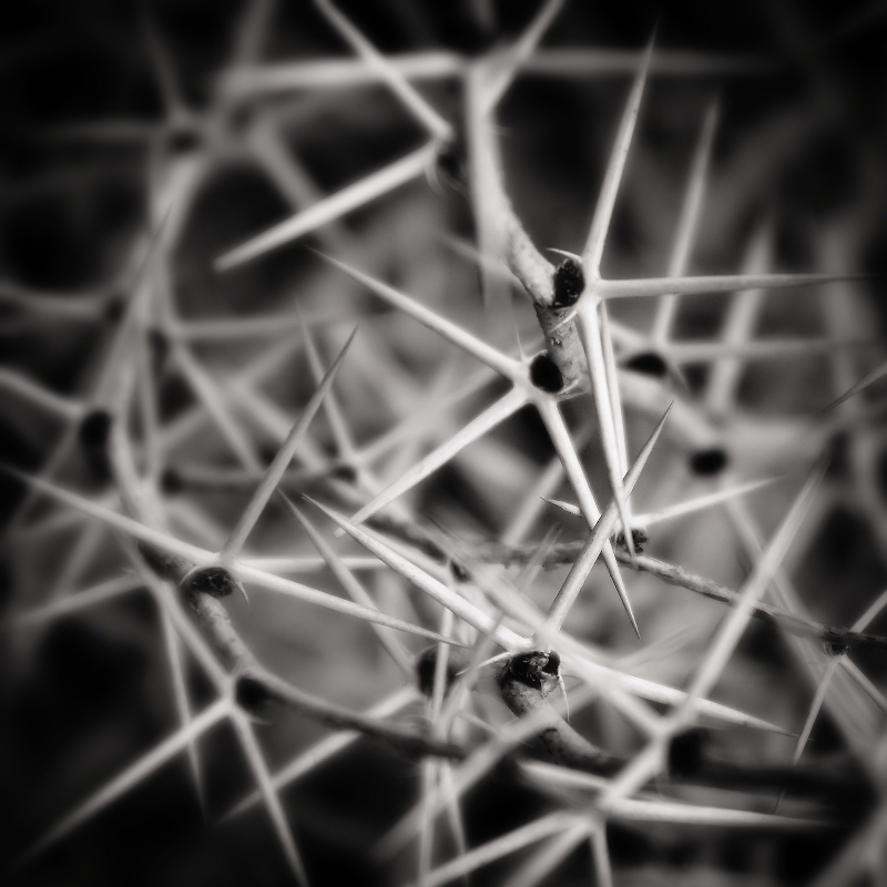 Spines