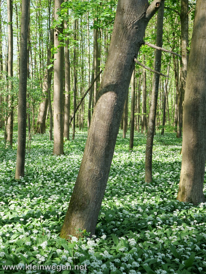 Sping forest