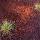 Spinifex