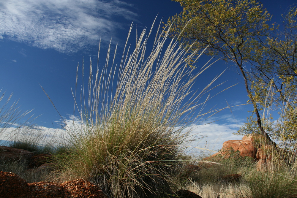 Spinifex