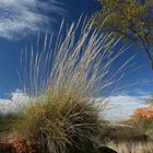 Spinifex