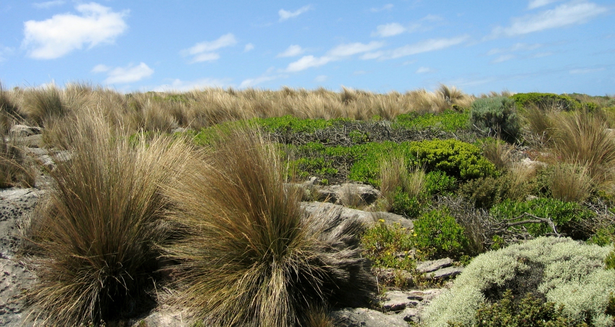 Spinifex