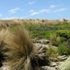 Spinifex