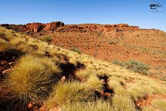 Spinifex im Watarrka Nationalpark