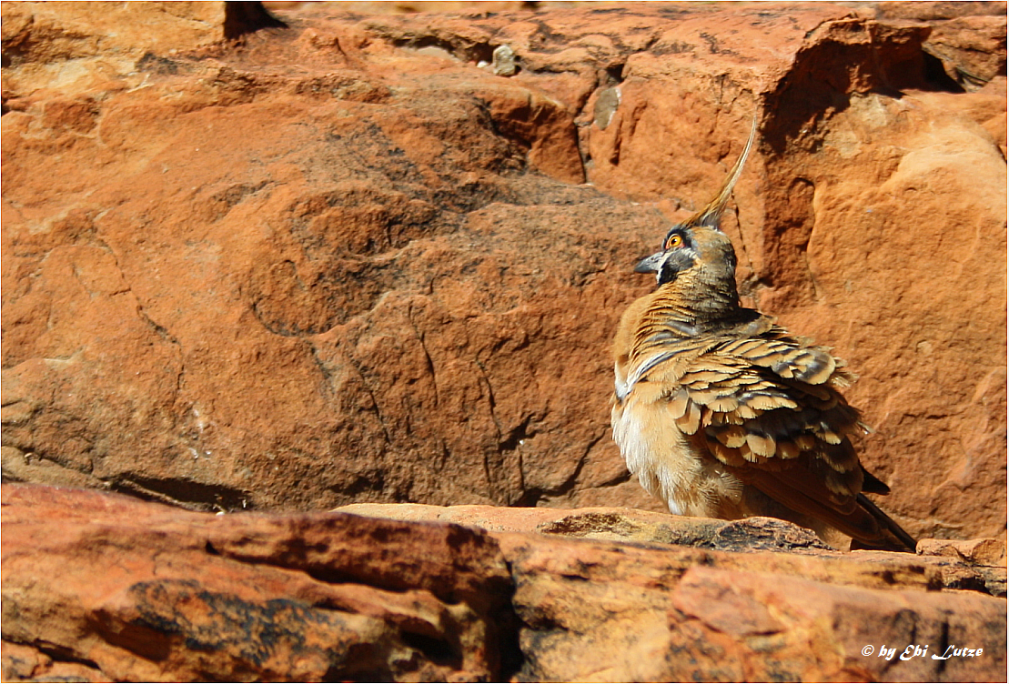 *** Spinifex Pigeon ***