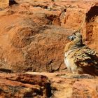 *** Spinifex Pigeon ***