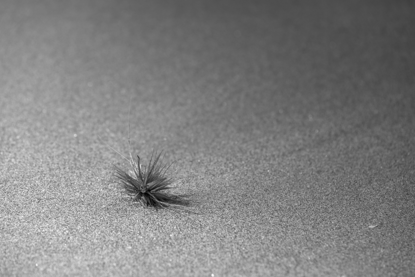 Spinifex-Samen im Sand