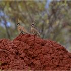 Spinifex Tauben