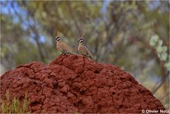 Spinifex Tauben