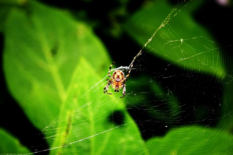 Spinnchen