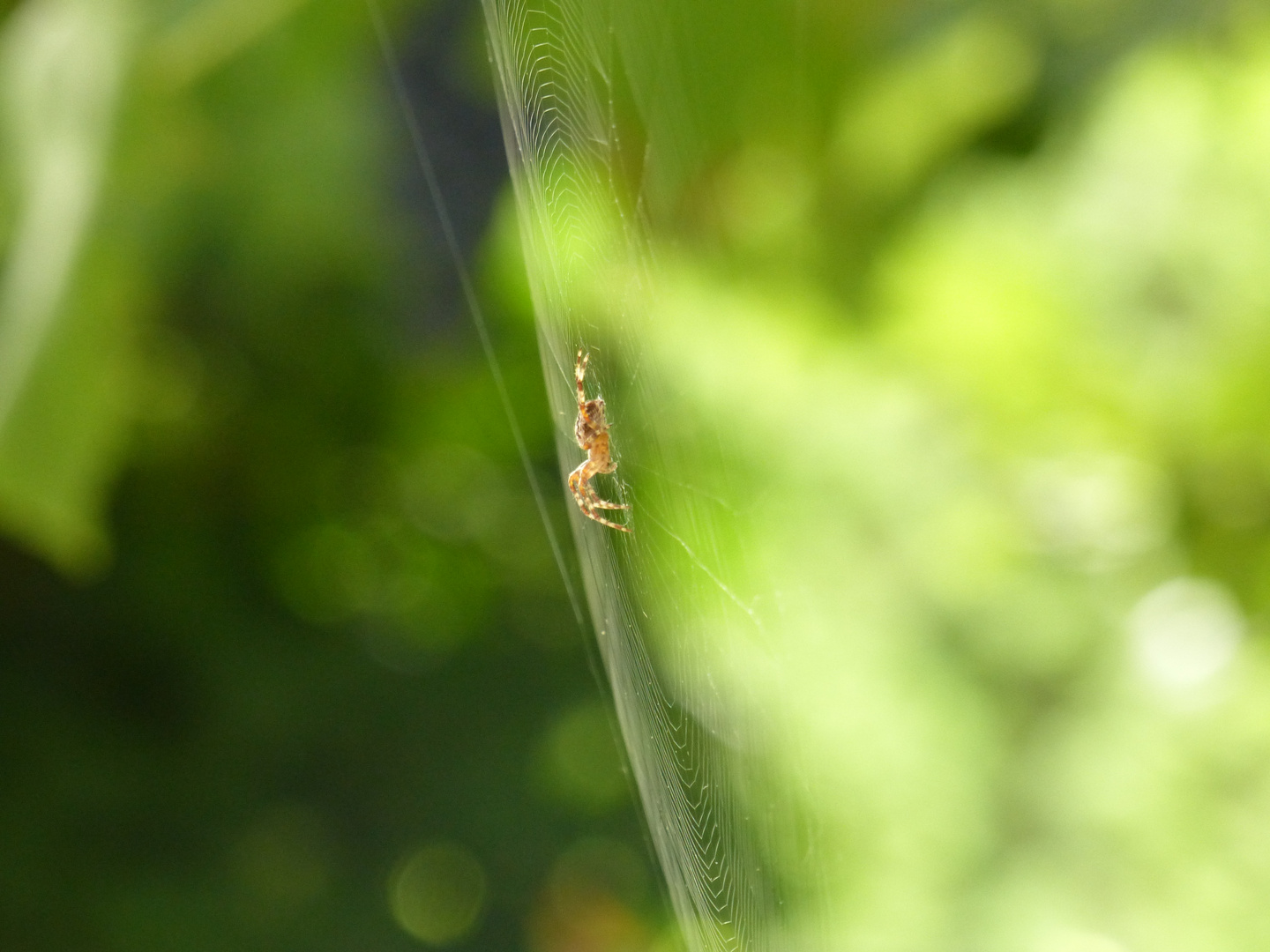 Spinnchen am Morgen...