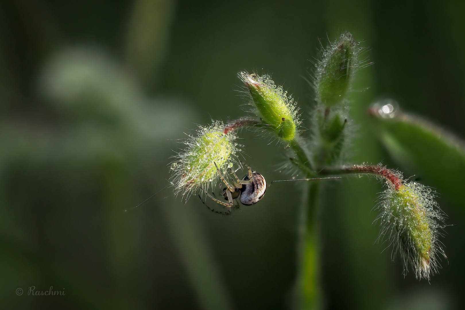 SPINNCHEN AM MORGEN