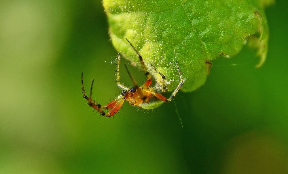 Spinnchen am Morgen