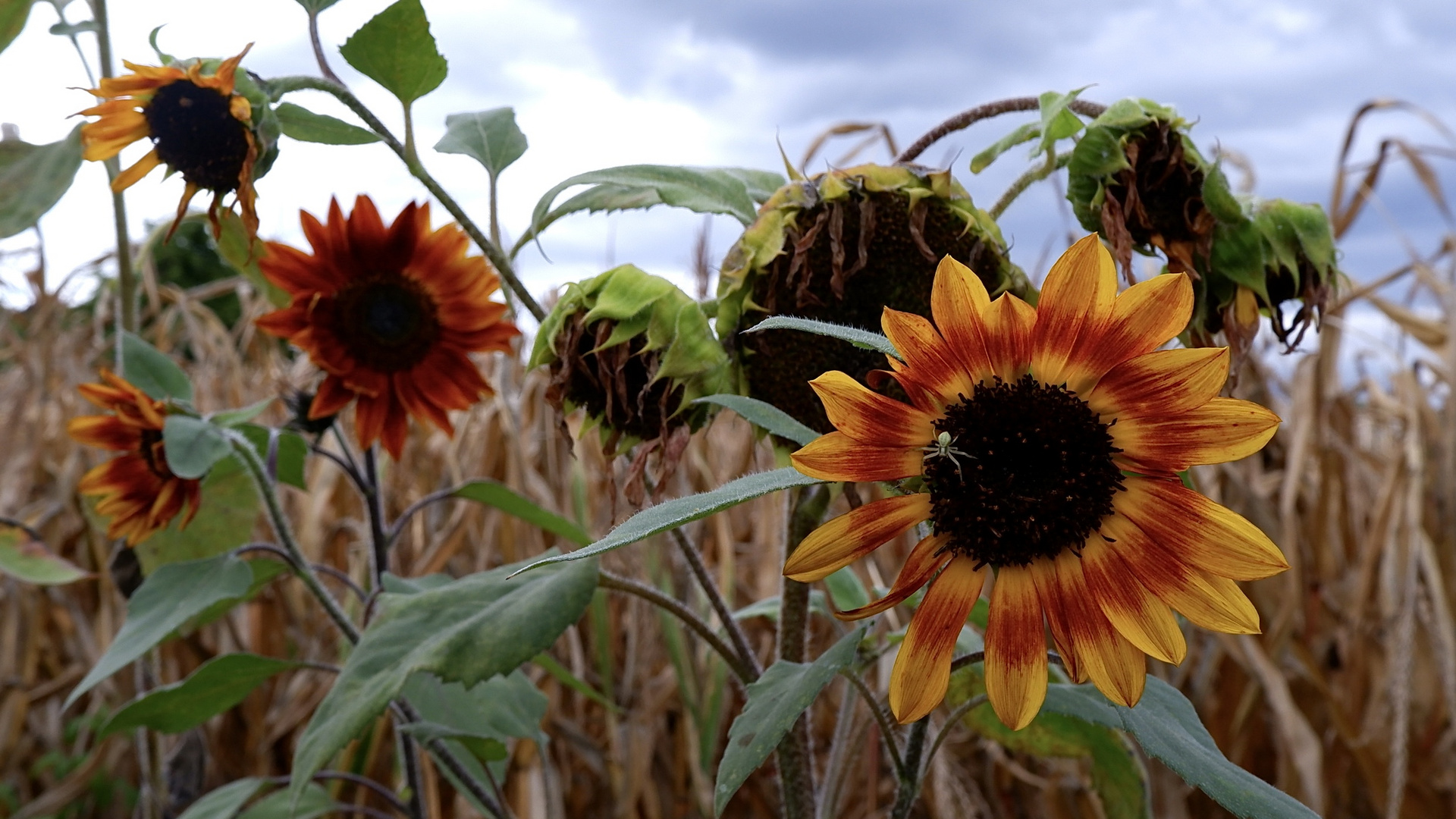 Spinnchen auf der Blüte 