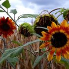 Spinnchen auf der Blüte 