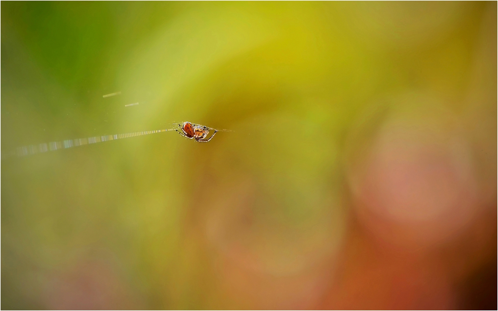 Spinnchen