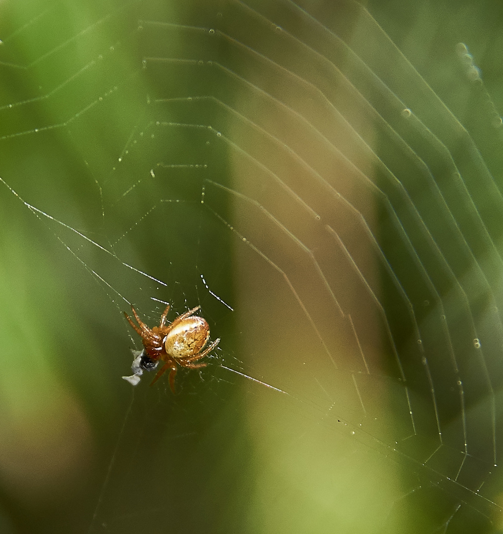 Spinnchen