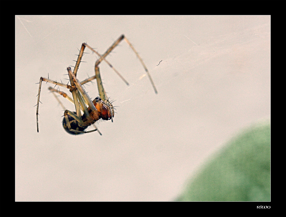 Spinnchen im Garten.......